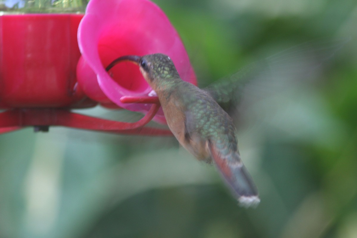Rufous-breasted Hermit - ML78940421