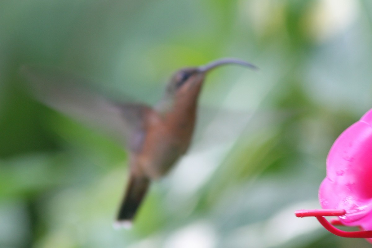 Rufous-breasted Hermit - ML78940431