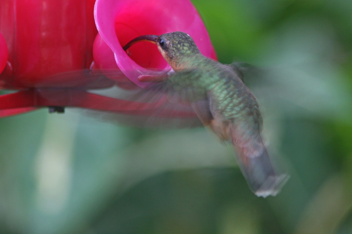 Rufous-breasted Hermit - ML78940441