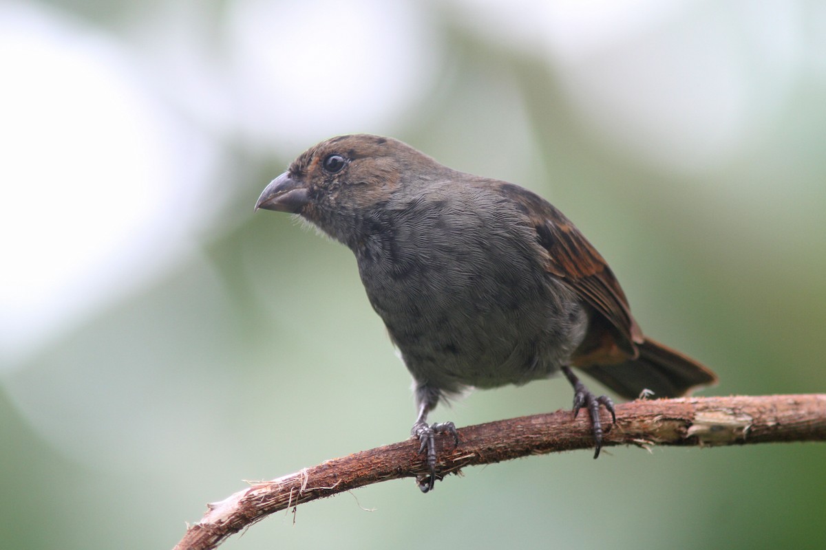 Lesser Antillean Bullfinch - Larry Therrien