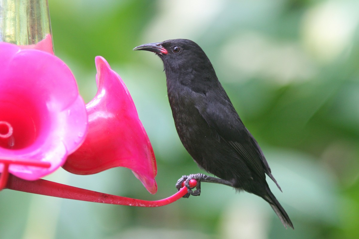 Bananaquit - Larry Therrien