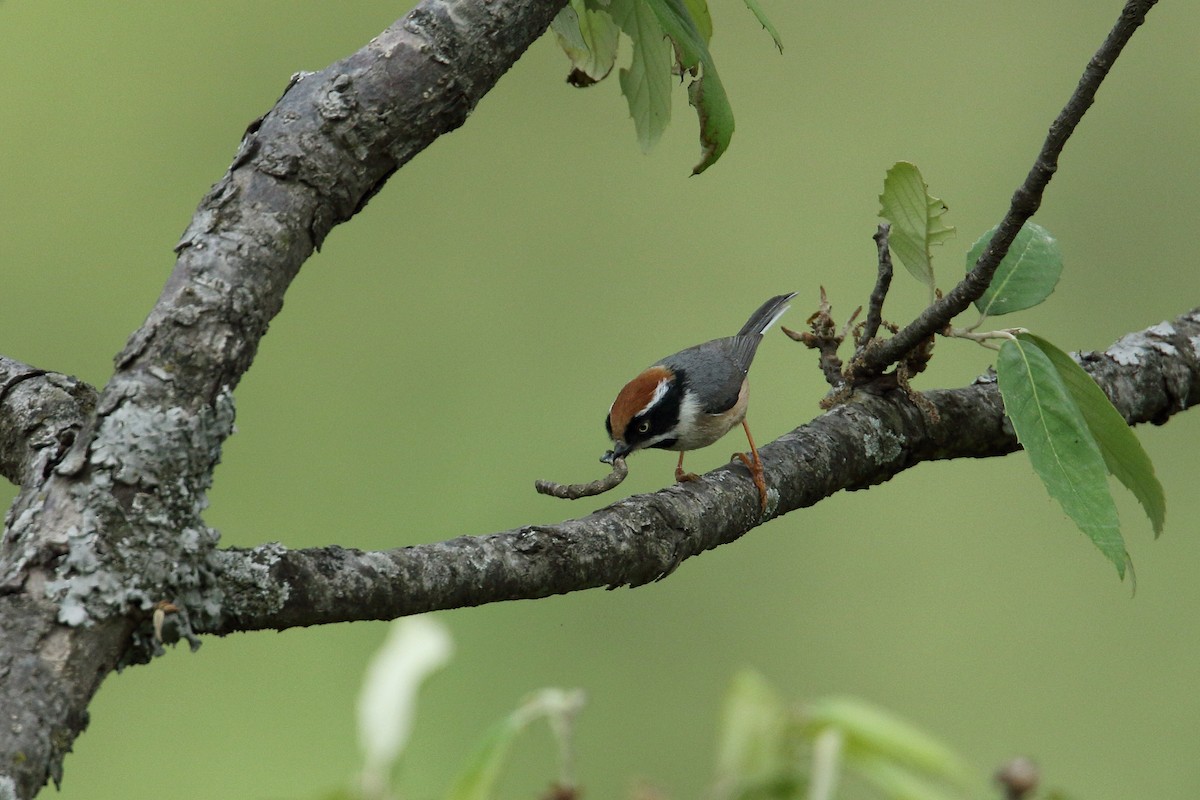 Black-throated Tit - ML78941831