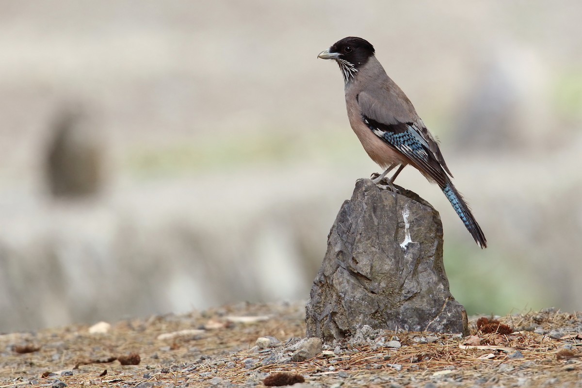 Black-headed Jay - Martjan Lammertink