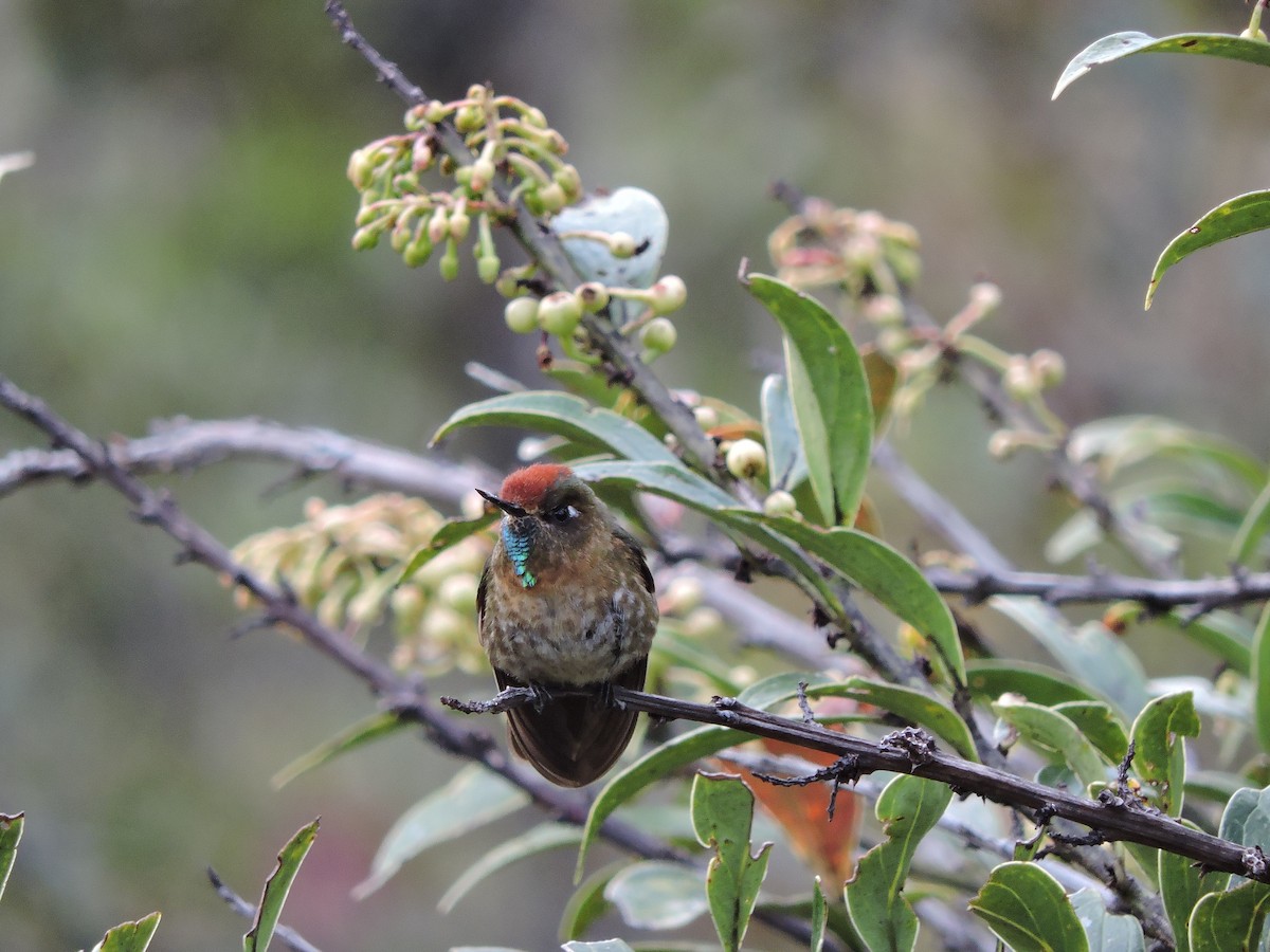 Rufous-capped Thornbill - Laura Céspedes