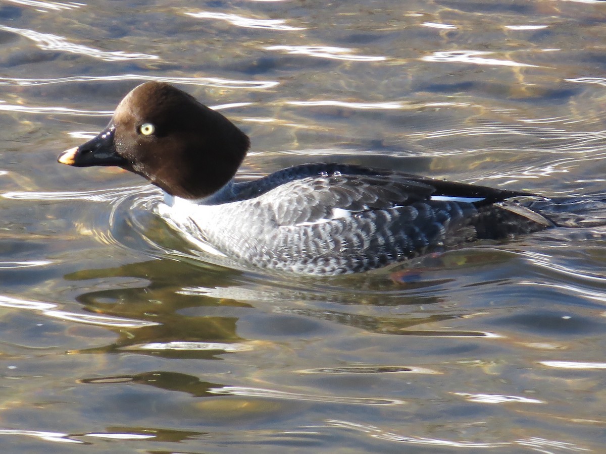 Common Goldeneye - MI YU