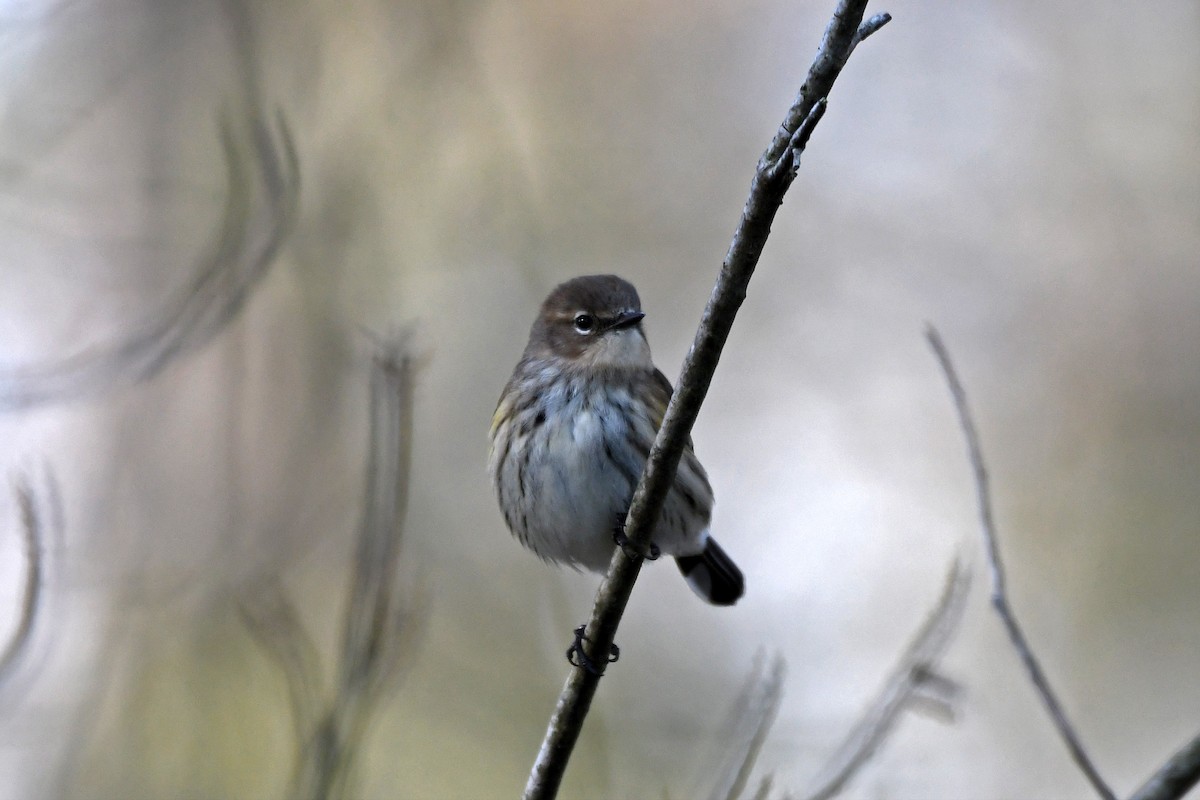 Yellow-rumped Warbler (Myrtle) - ML78945111