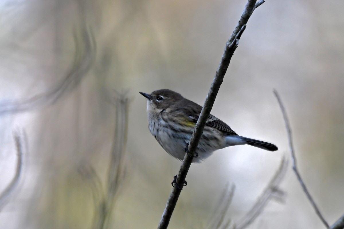 Yellow-rumped Warbler (Myrtle) - ML78945131