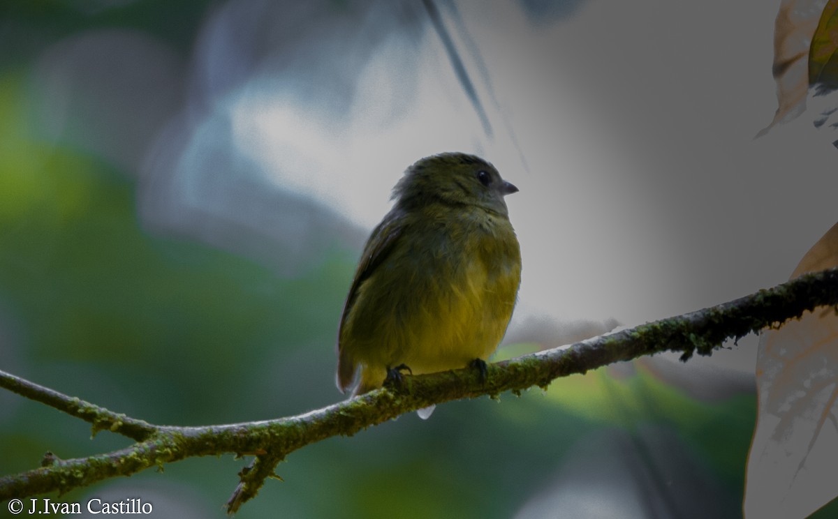 Red-capped Manakin - ML78949201