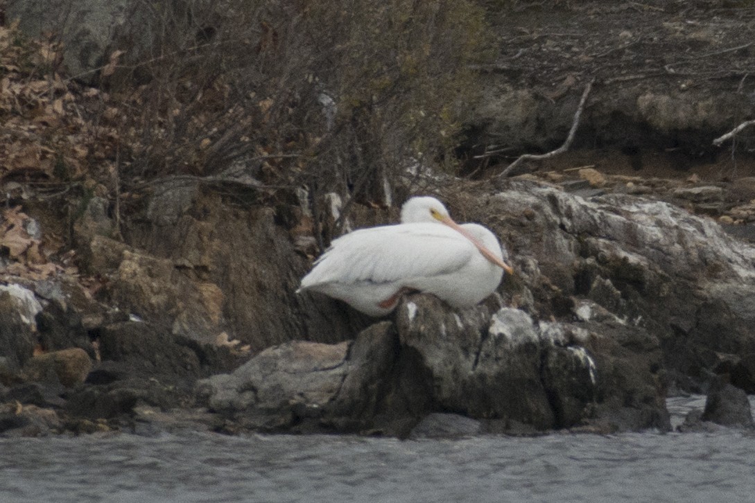 pelikán severoamerický - ML78949481
