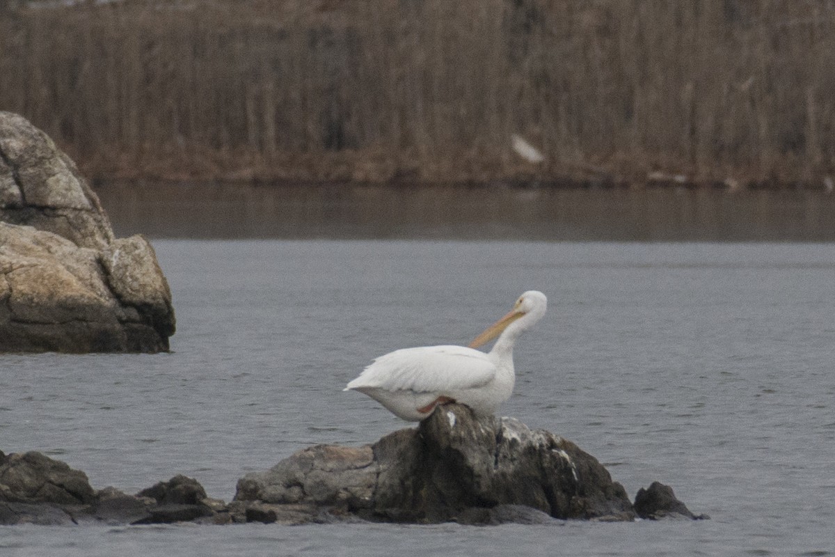 American White Pelican - ML78949501