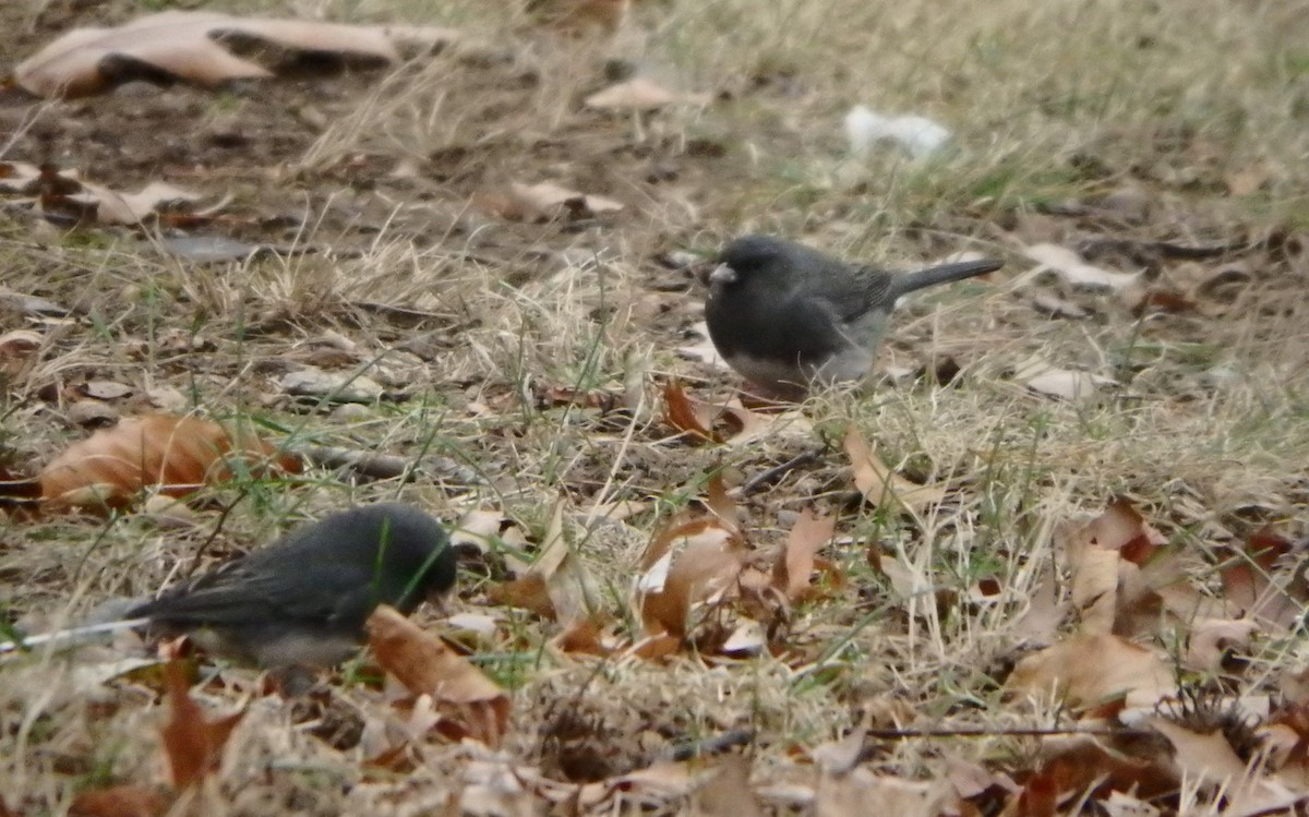 Dark-eyed Junco - ML78950711