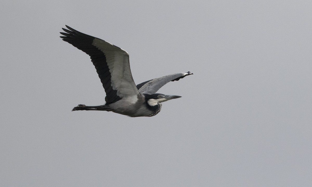 Black-headed Heron - ML78951381