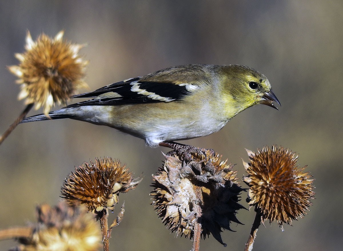 American Goldfinch - Van Truan