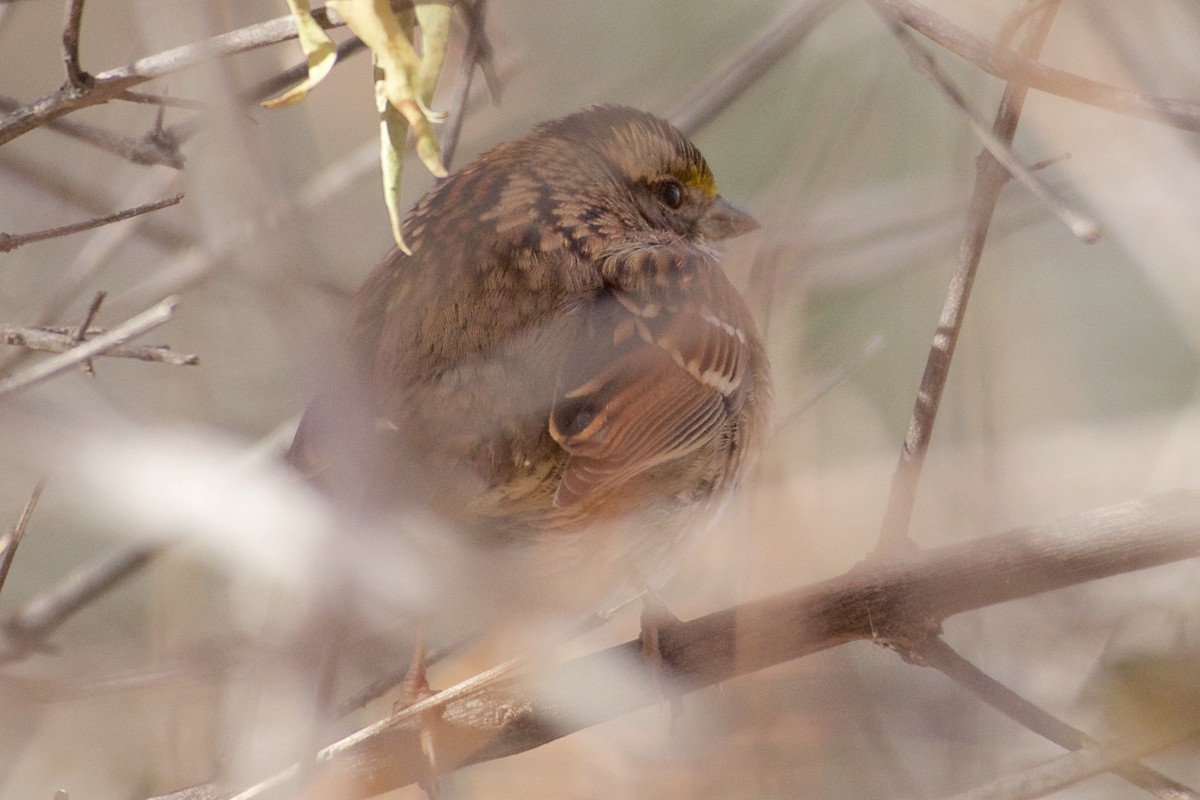 White-throated Sparrow - ML78953661