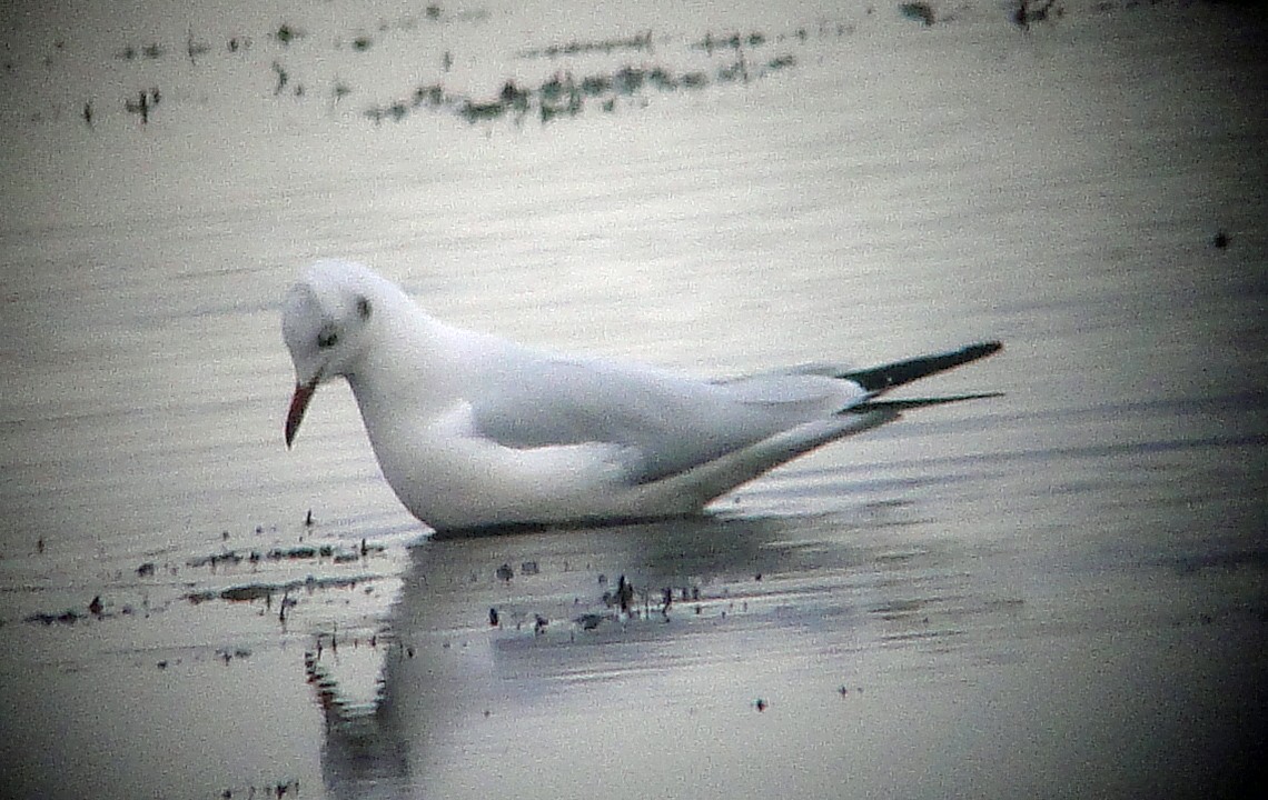 Black-headed Gull - ML78954271