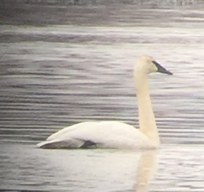 Trumpeter Swan - Stefan Schlick