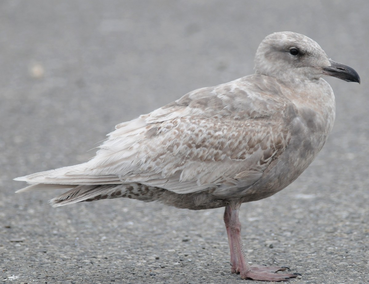 Glaucous-winged Gull - Steven Mlodinow
