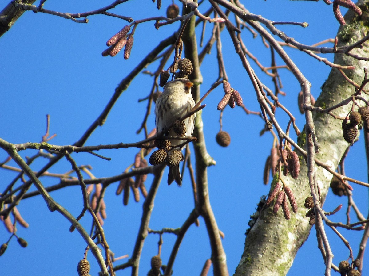 Redpoll (Common) - ML78957241