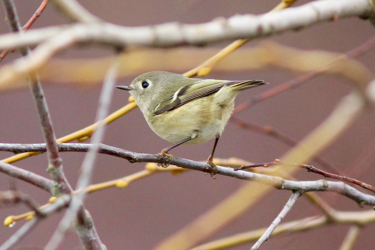 Ruby-crowned Kinglet - ML78957461