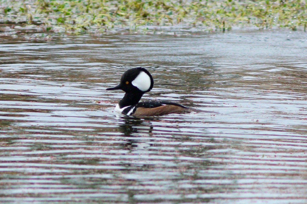 Hooded Merganser - ML78957551