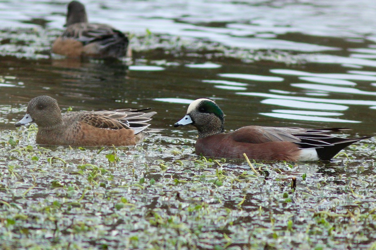 American Wigeon - Joseph Blowers