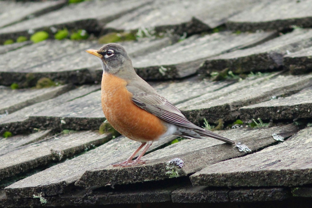 American Robin - ML78957741