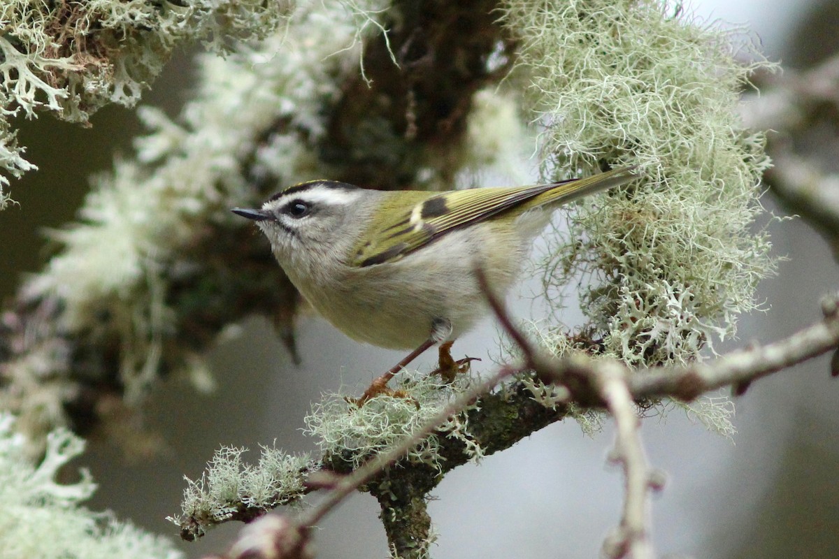 Golden-crowned Kinglet - ML78957831