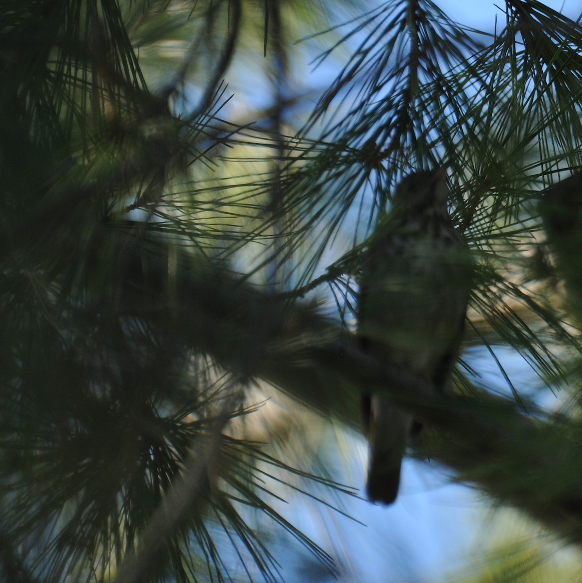 Hermit Thrush - ML78958771