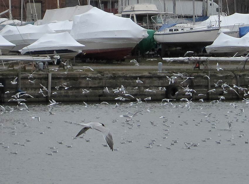 Elegant Tern - ML78960521