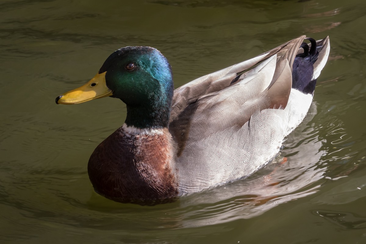 Mallard - ML78960571