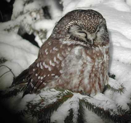 Boreal Owl - ML78963111