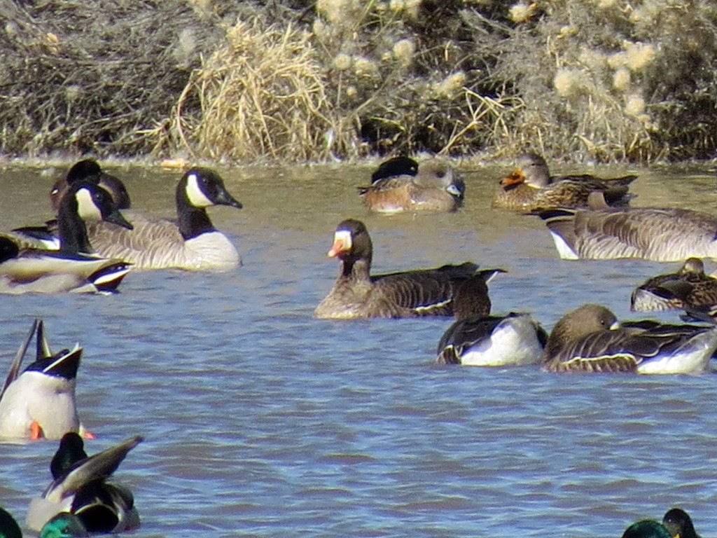 Манхин галуу - ML78963131