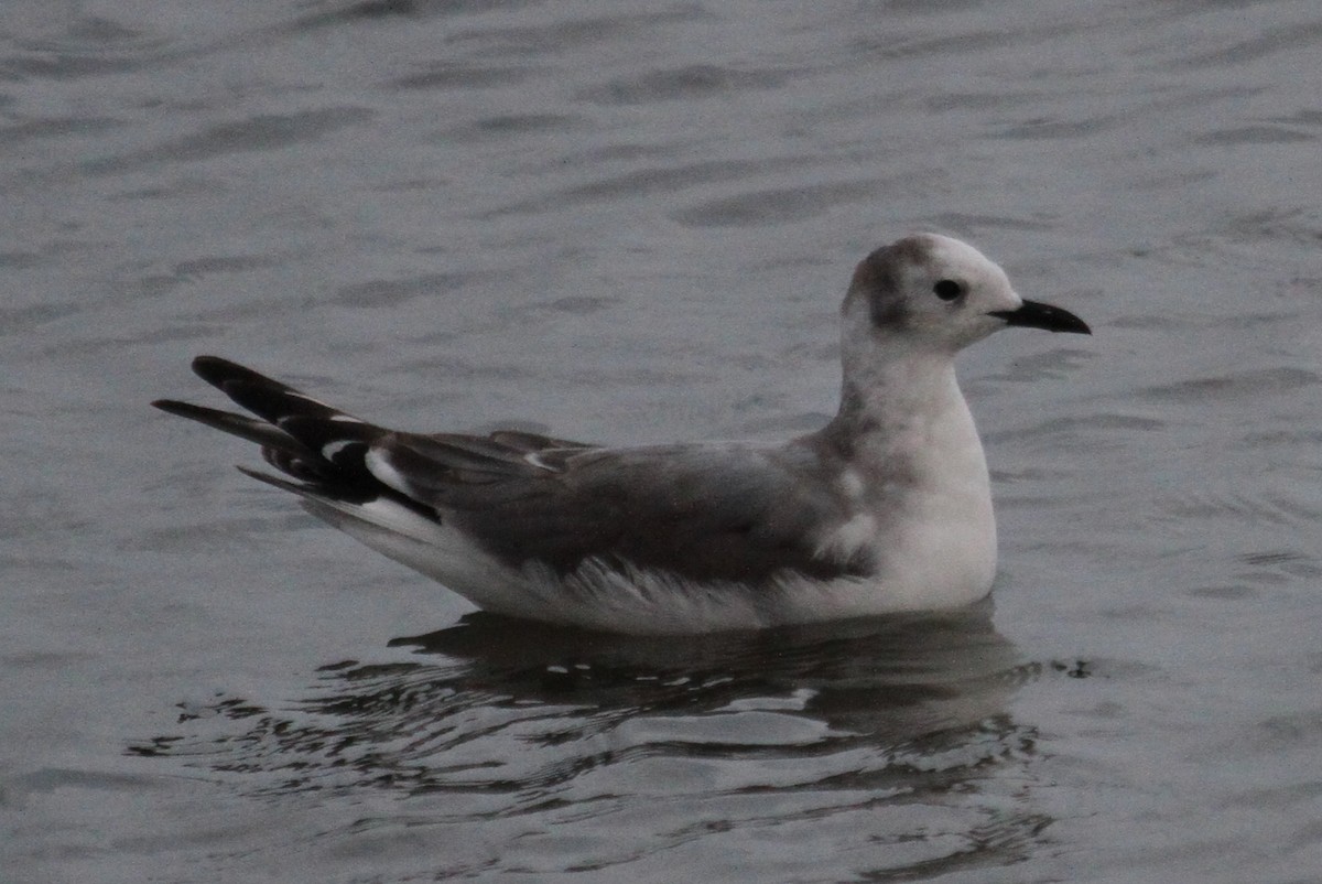 Sabine's Gull - ML78964411