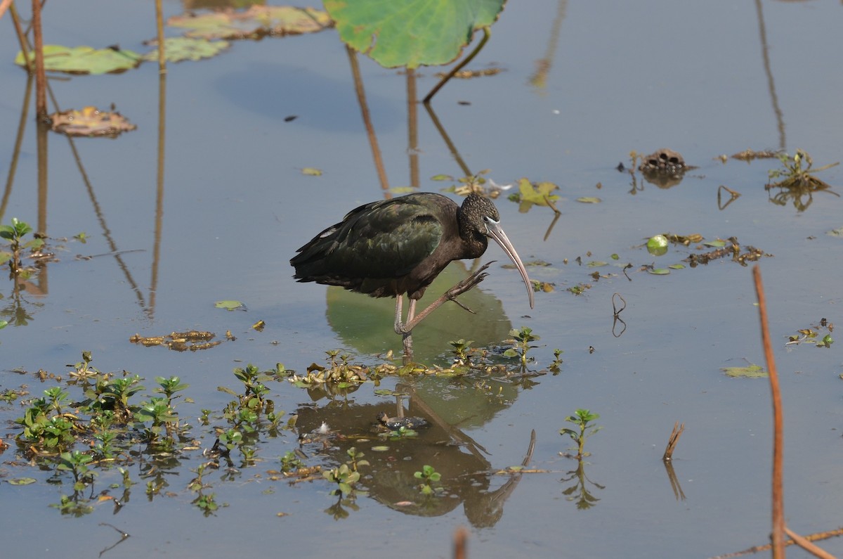 Glossy Ibis - ML78965001