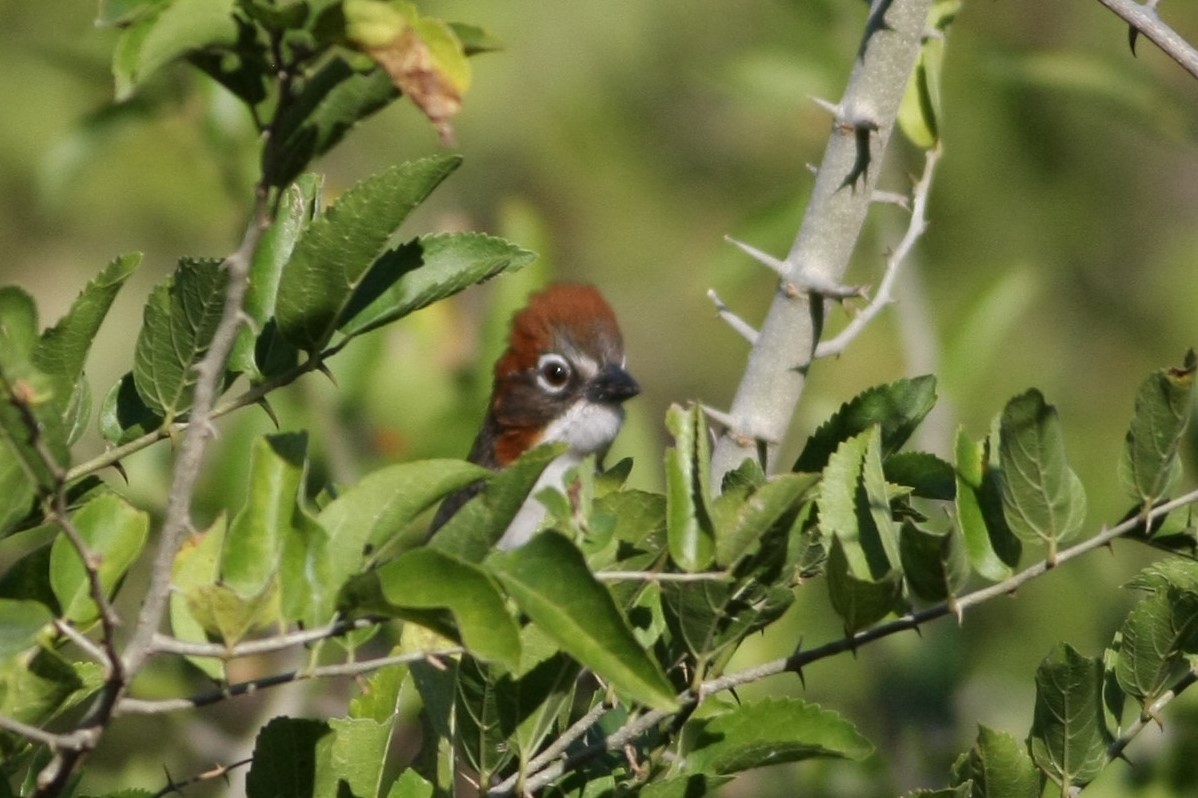 Rusty-crowned Ground-Sparrow - Wyatt Egelhoff