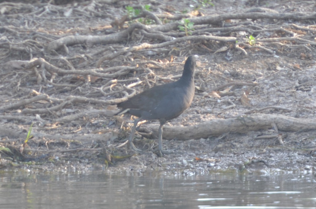 Dusky Moorhen - ML78969561