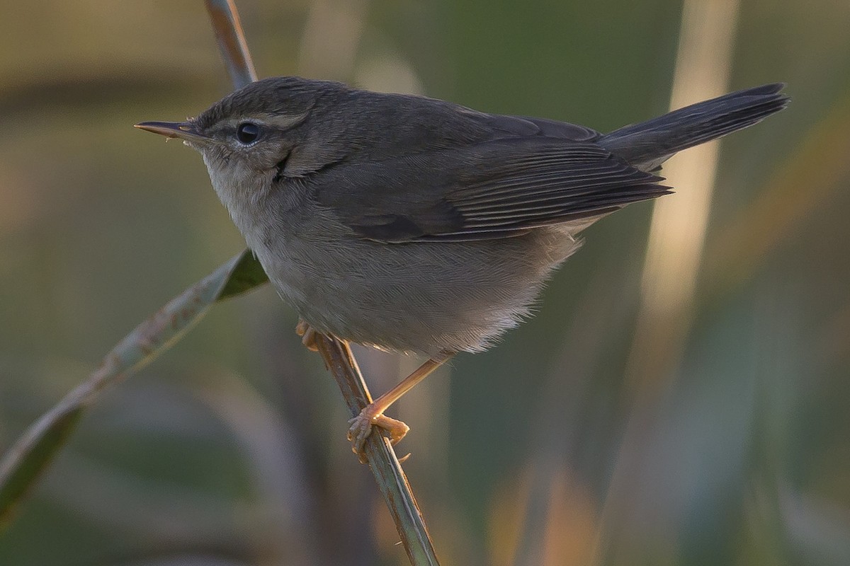 Dusky Warbler - ML78969971