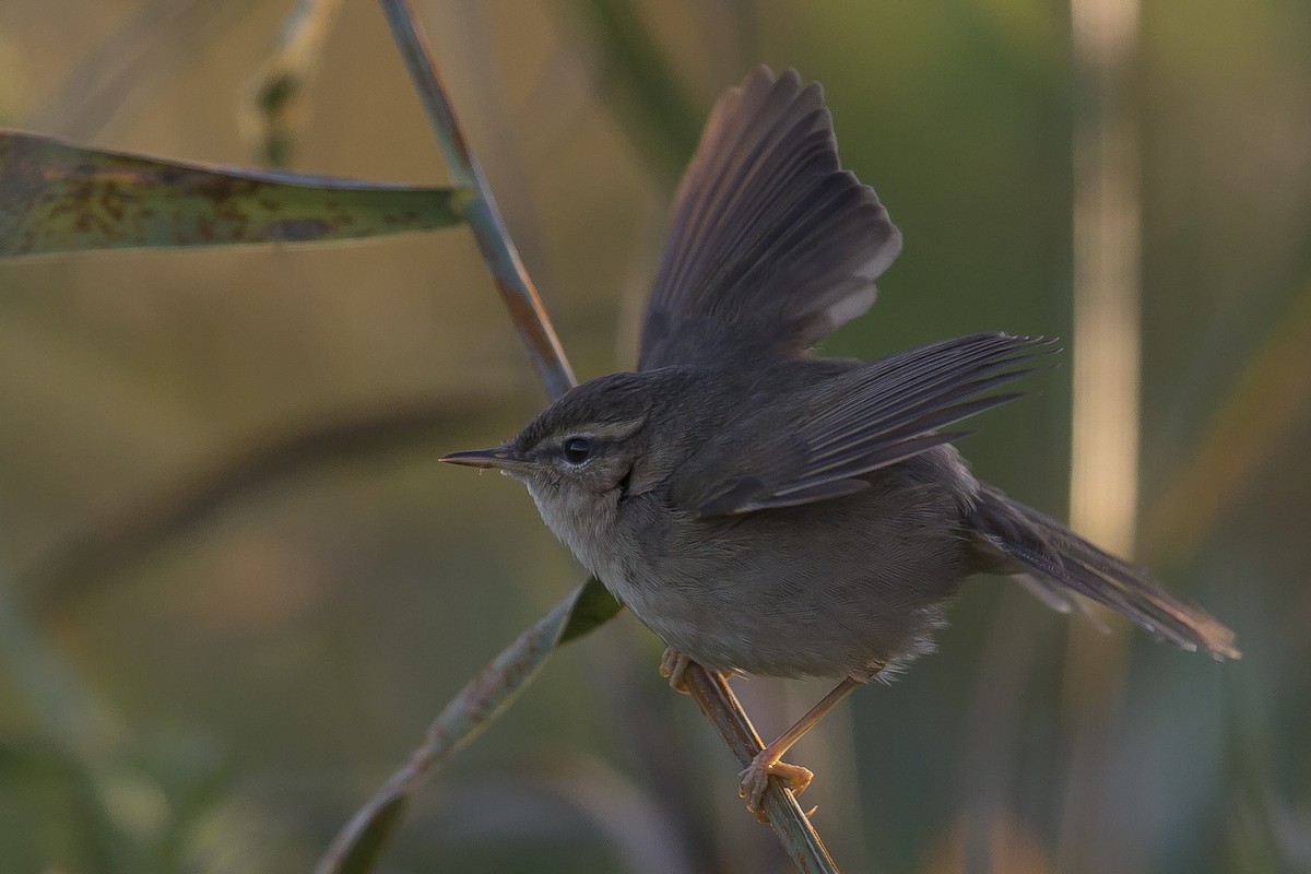 Dusky Warbler - ML78969981