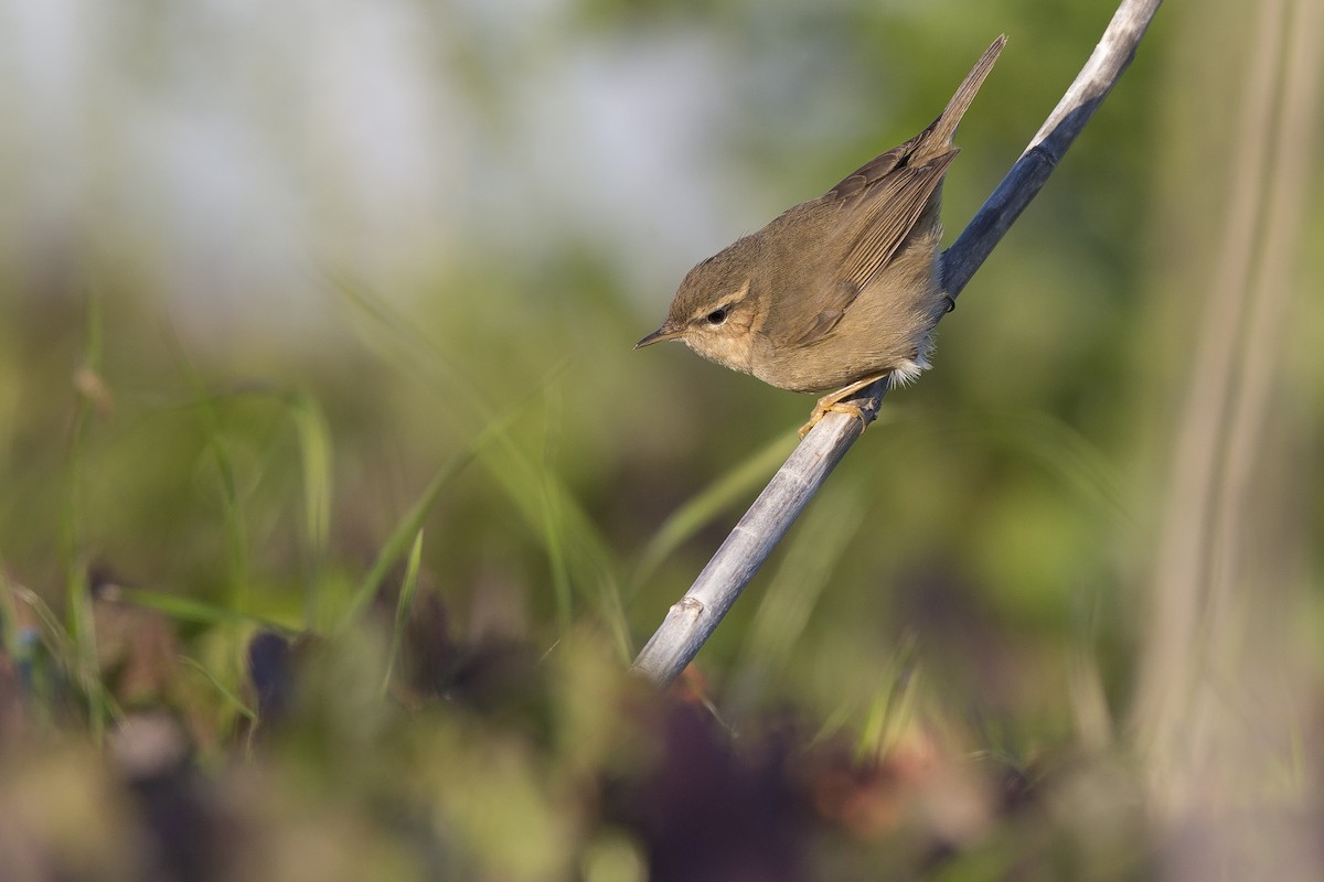 Dusky Warbler - ML78970021