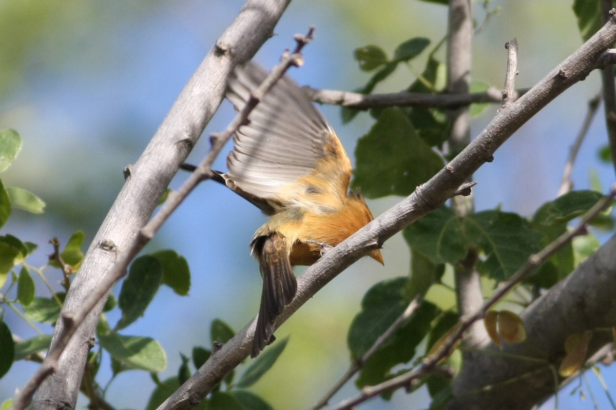 Tufted Flycatcher - Wyatt Egelhoff