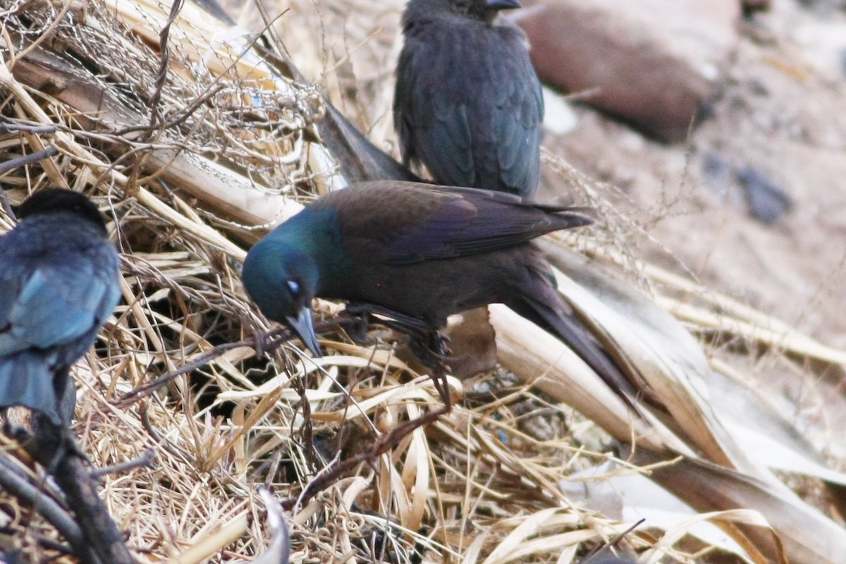 Common Grackle (Bronzed) - Wyatt Egelhoff