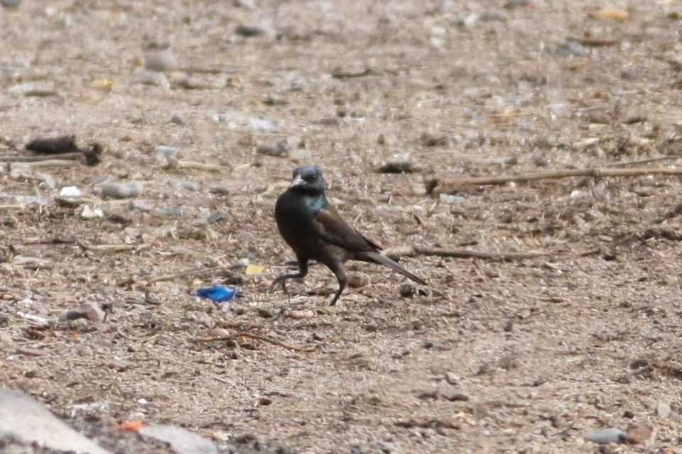 Common Grackle - ML78971831