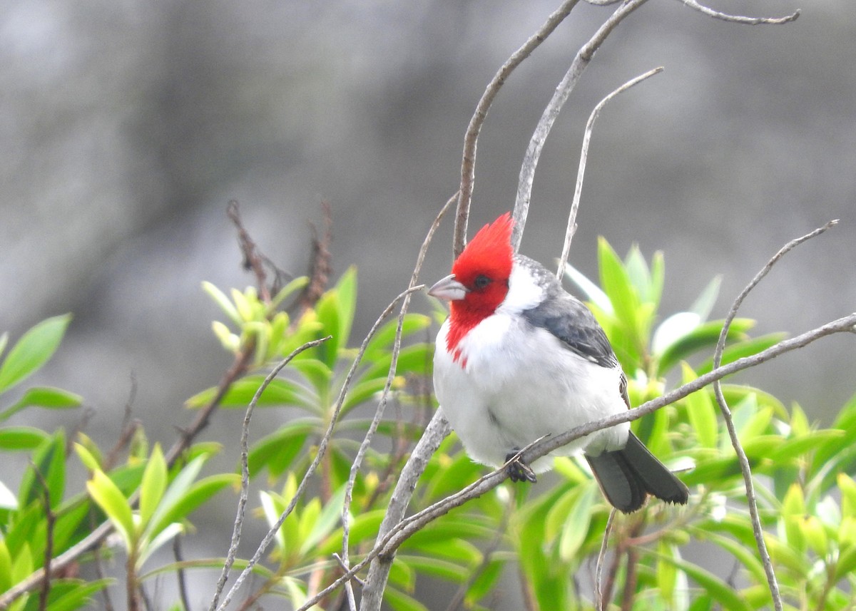 Red-crested Cardinal - ML78973451