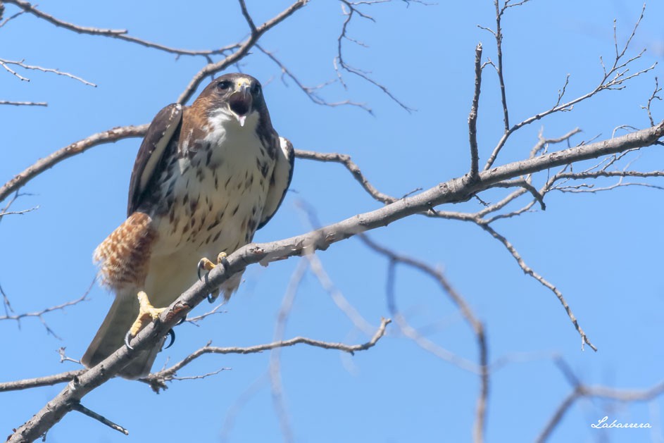 White-throated Hawk - ML78973571