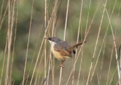Ashy Prinia - ML78974971