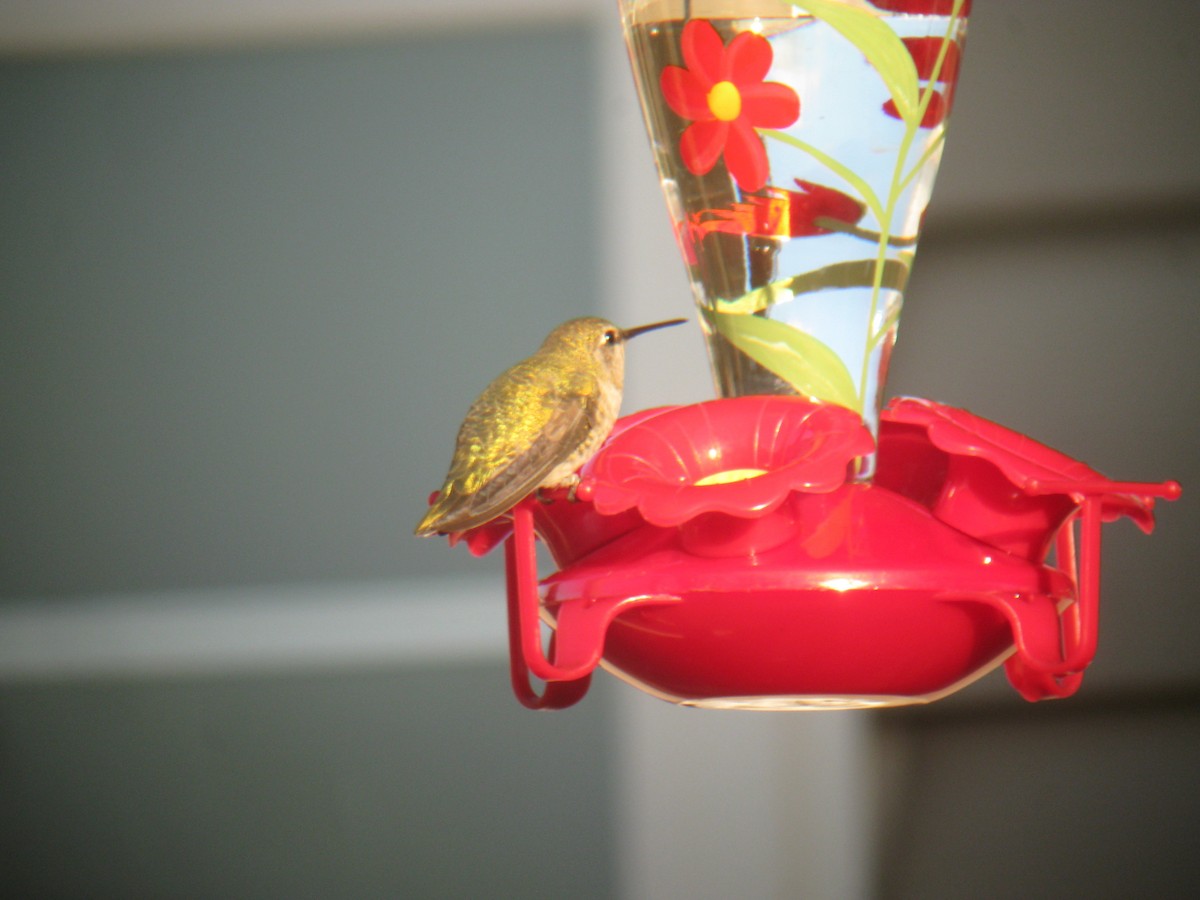 Anna's Hummingbird - ML78976231