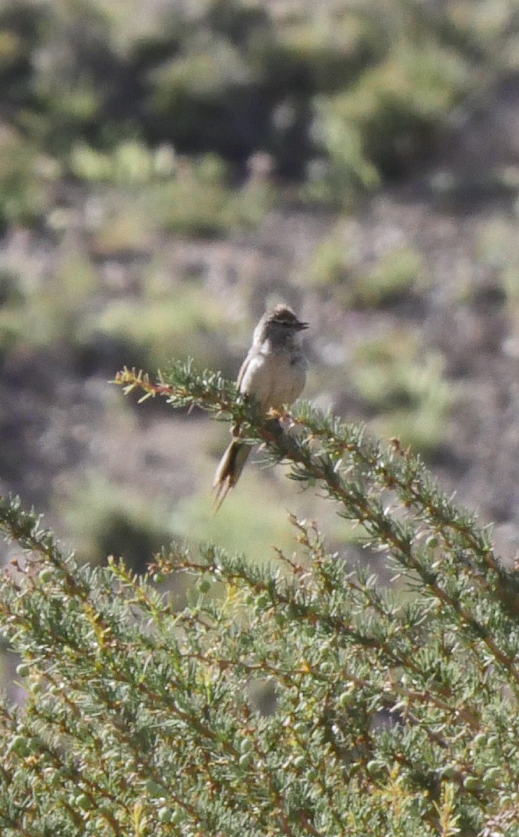 Plain-mantled Tit-Spinetail - Roger Horn