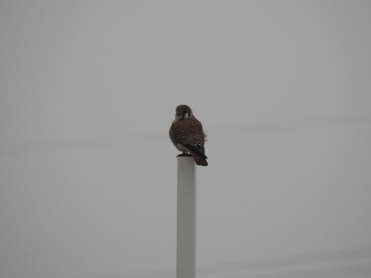 American Kestrel - ML78977751