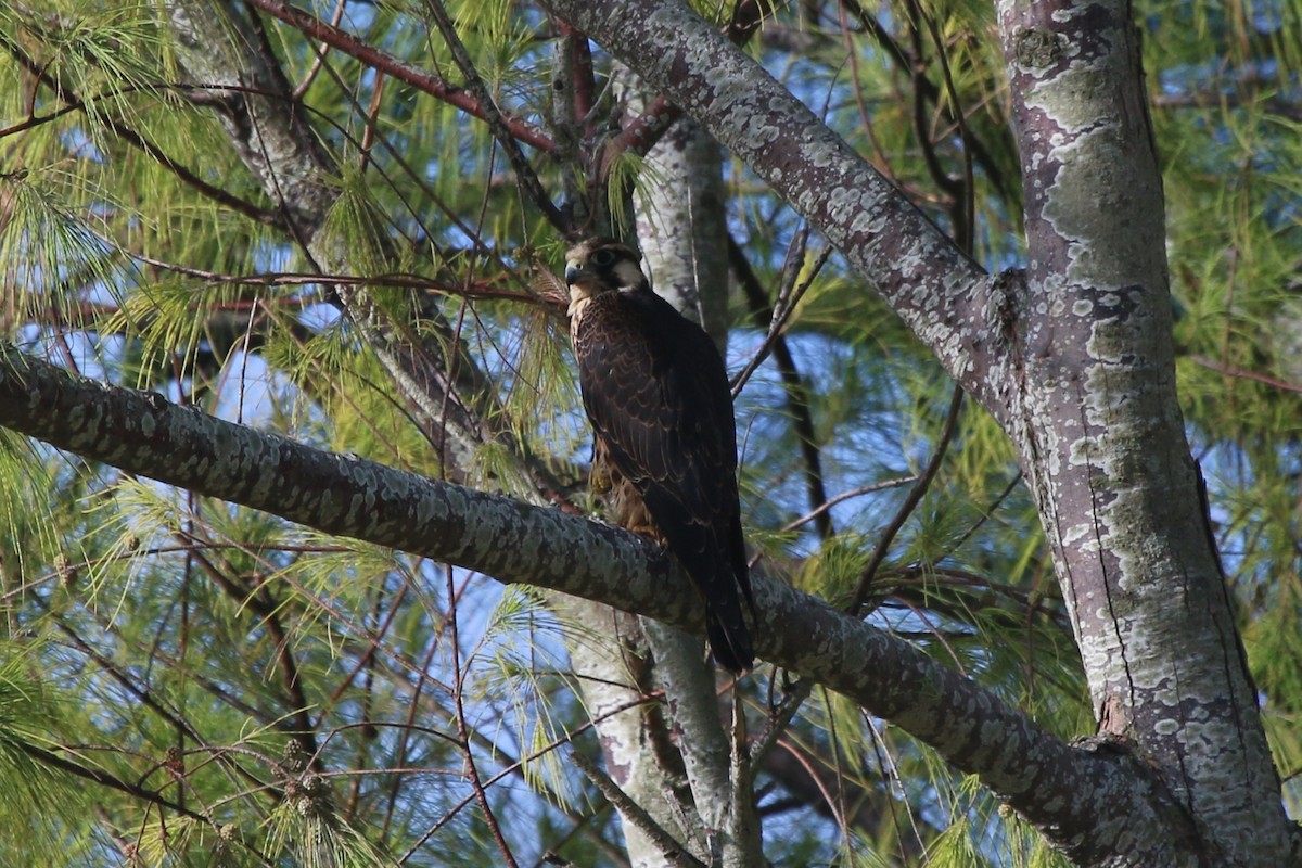 Peregrine Falcon - Jonathan Plissner