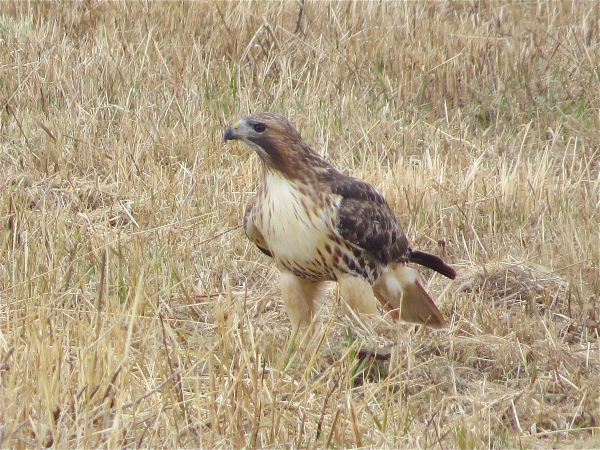 Rotschwanzbussard - ML78980691